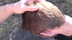 Str8 Chaser - Beautiful amateur sucking big dick